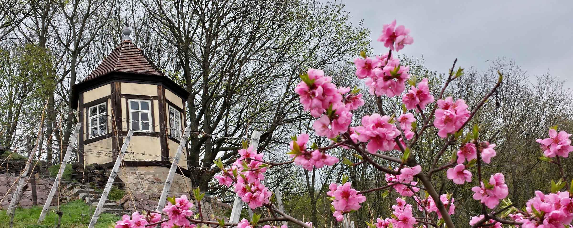 Frühling mit zauberhaften Impressionen