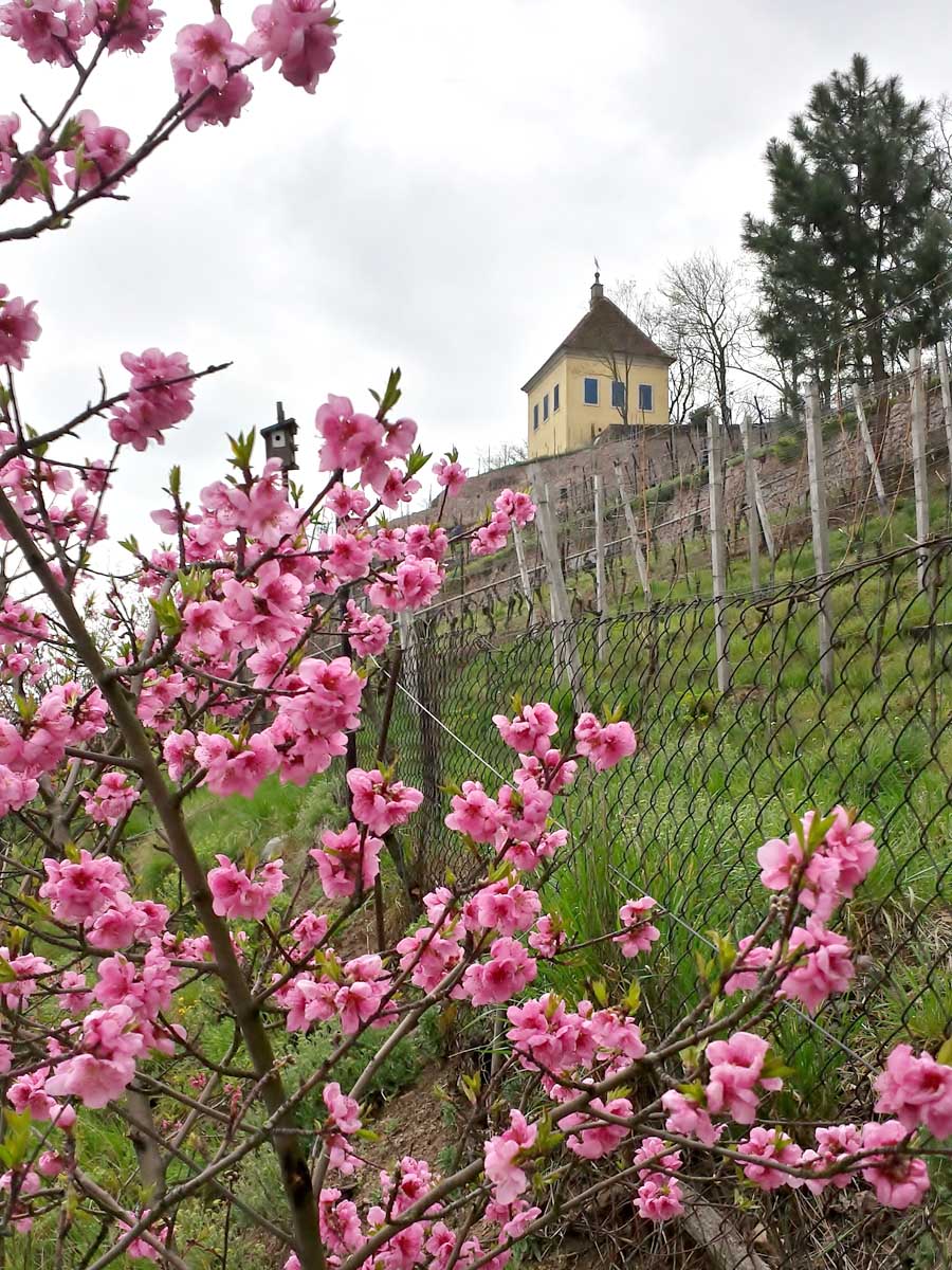 Pfirsischblüte im Weinberg