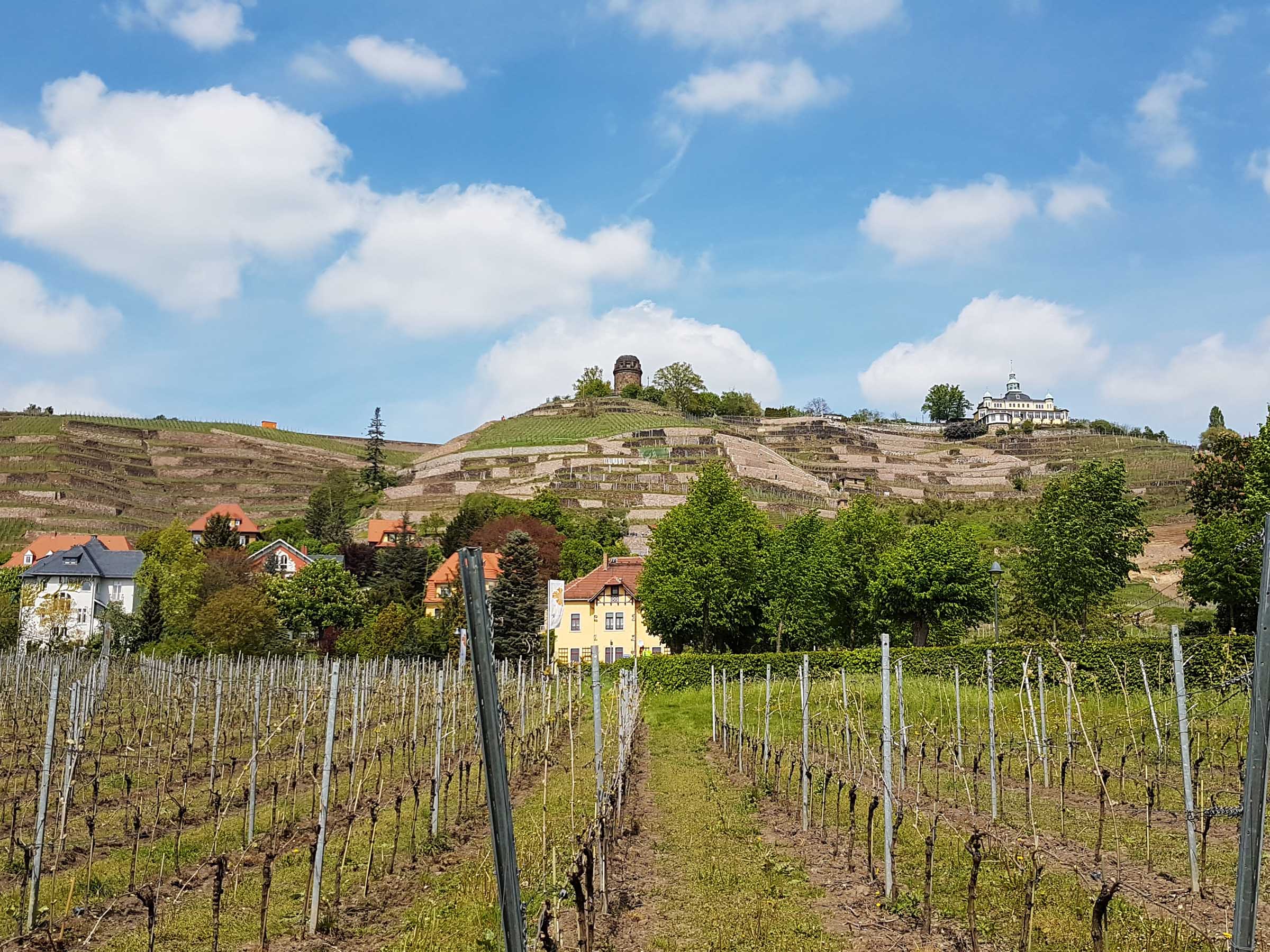 Radebeuler Weinhänge