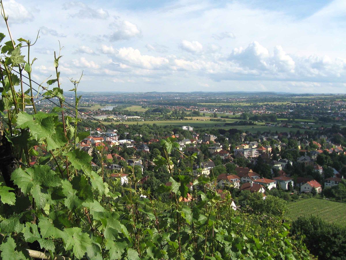 Ausblick durch die Rebstöcke