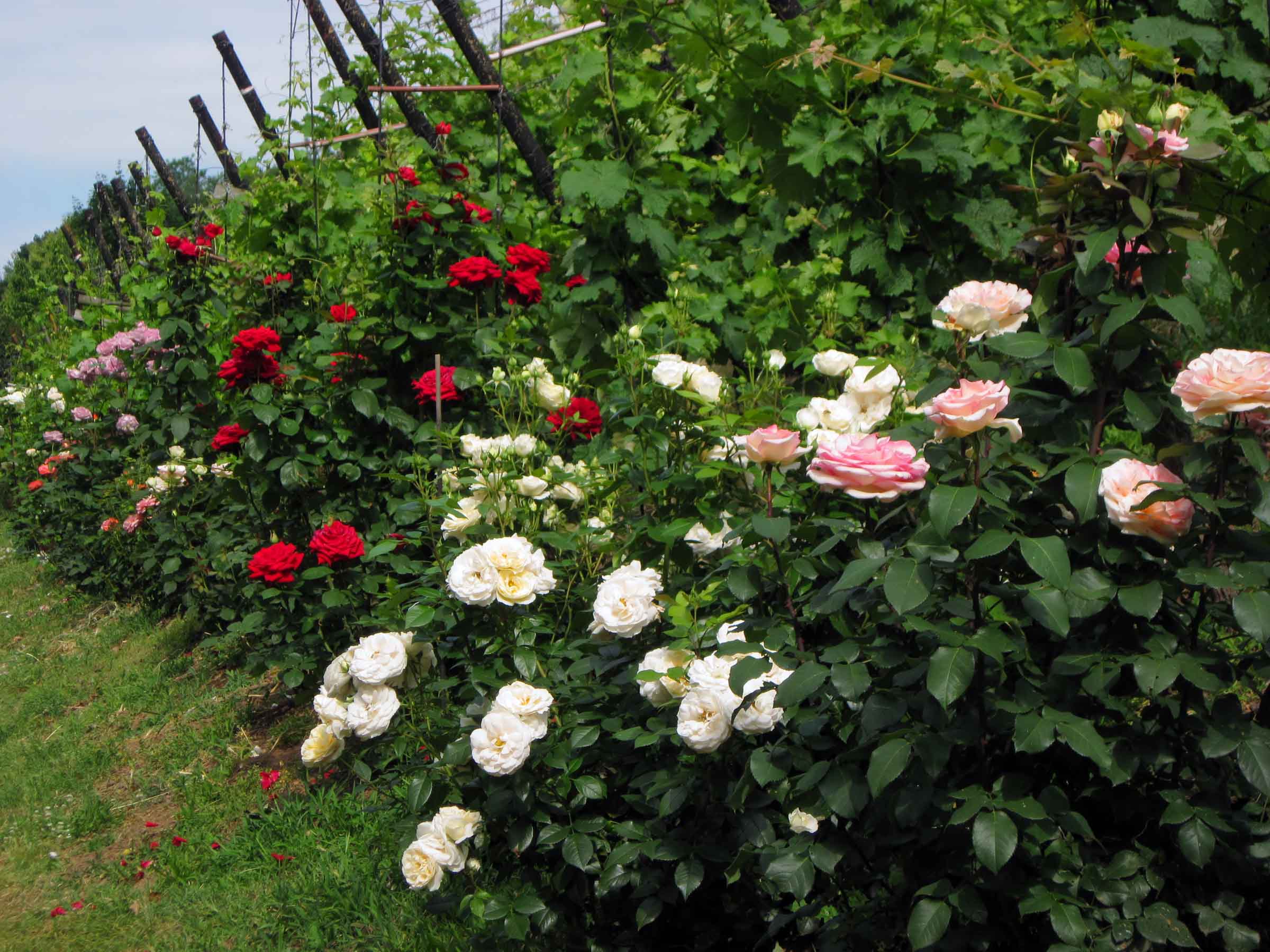 Rosen im Weinberg