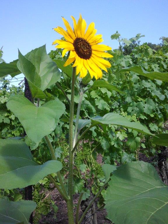 Sommerlicher Gruß aus dem Weinberg