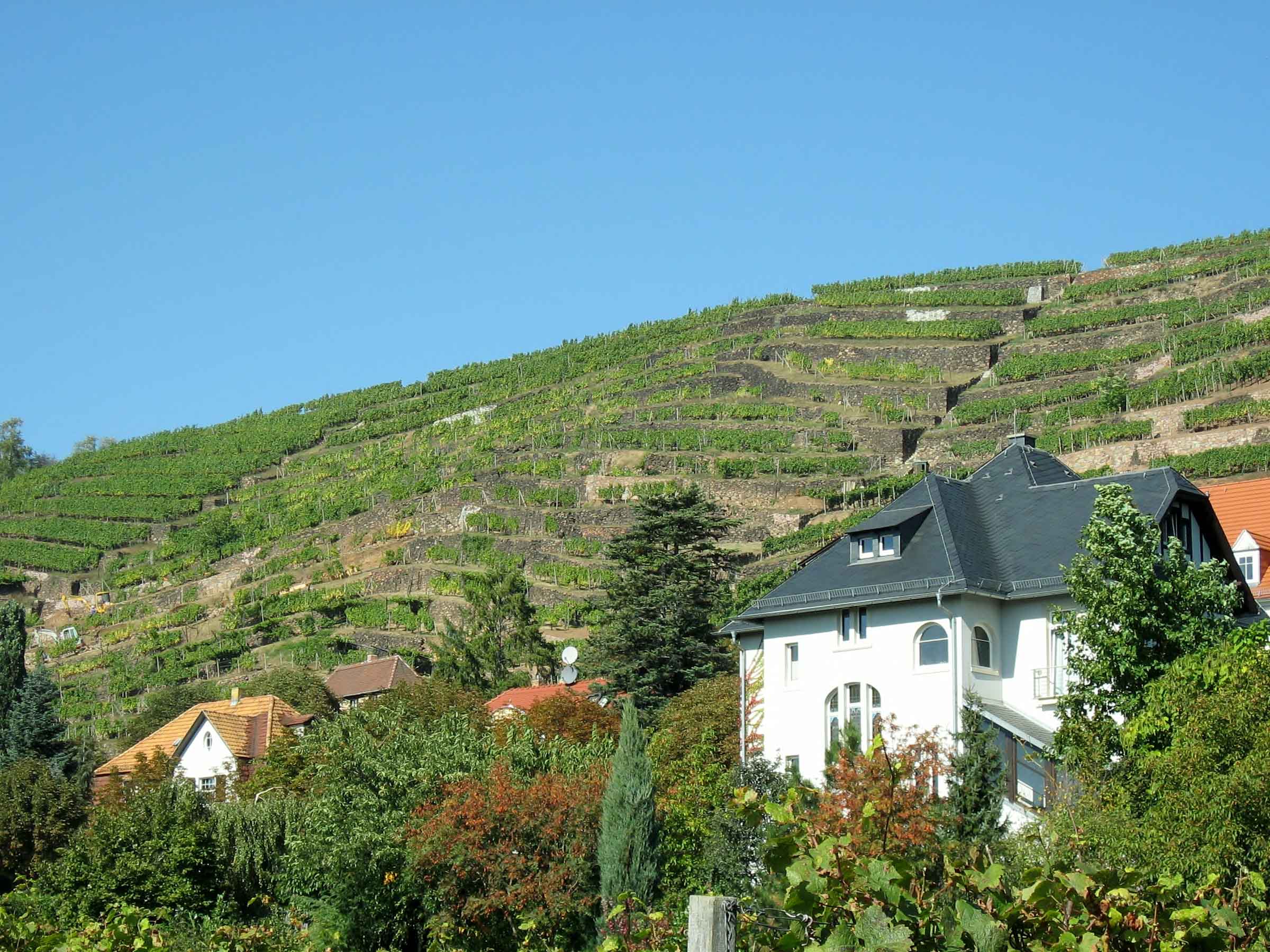 Weinterrassen in den Radebeuler Steillagen