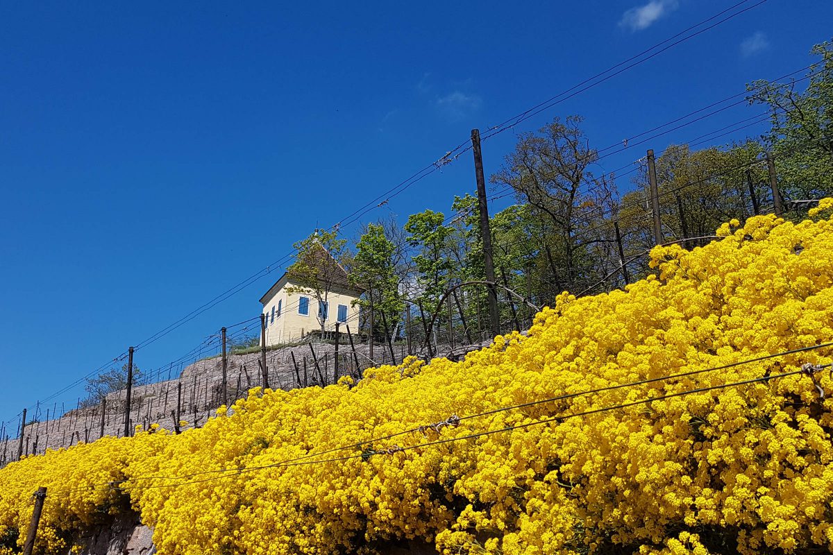 unser Weinberg in Radebeul