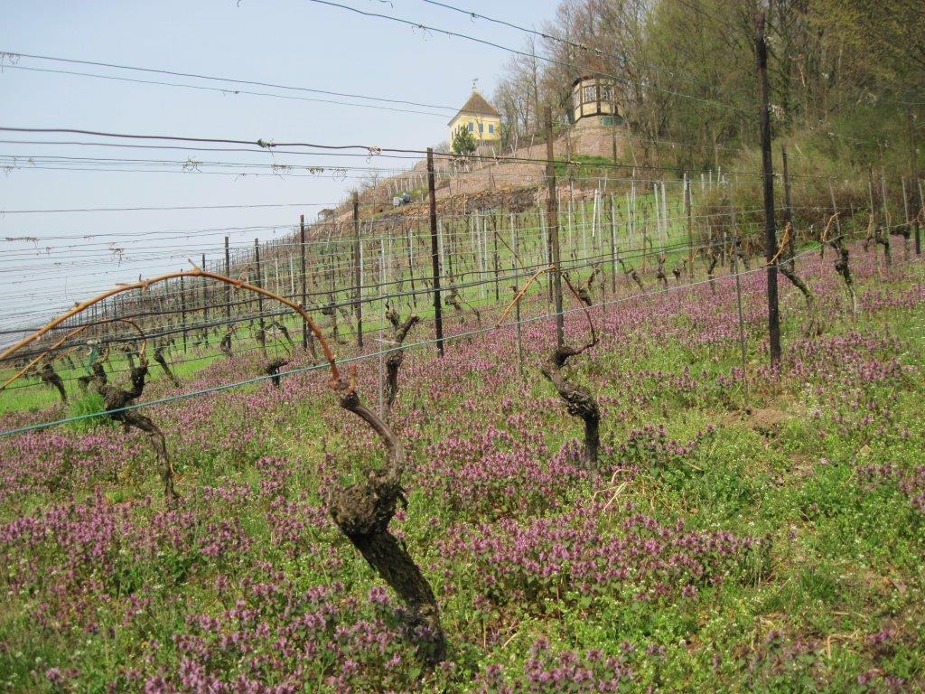 Weinberg im Frühling