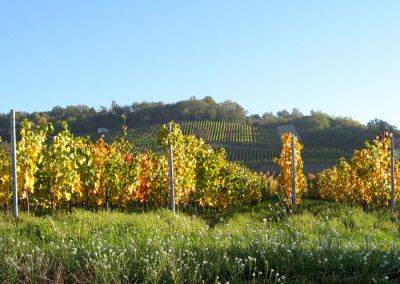 Weinberg im Herbst