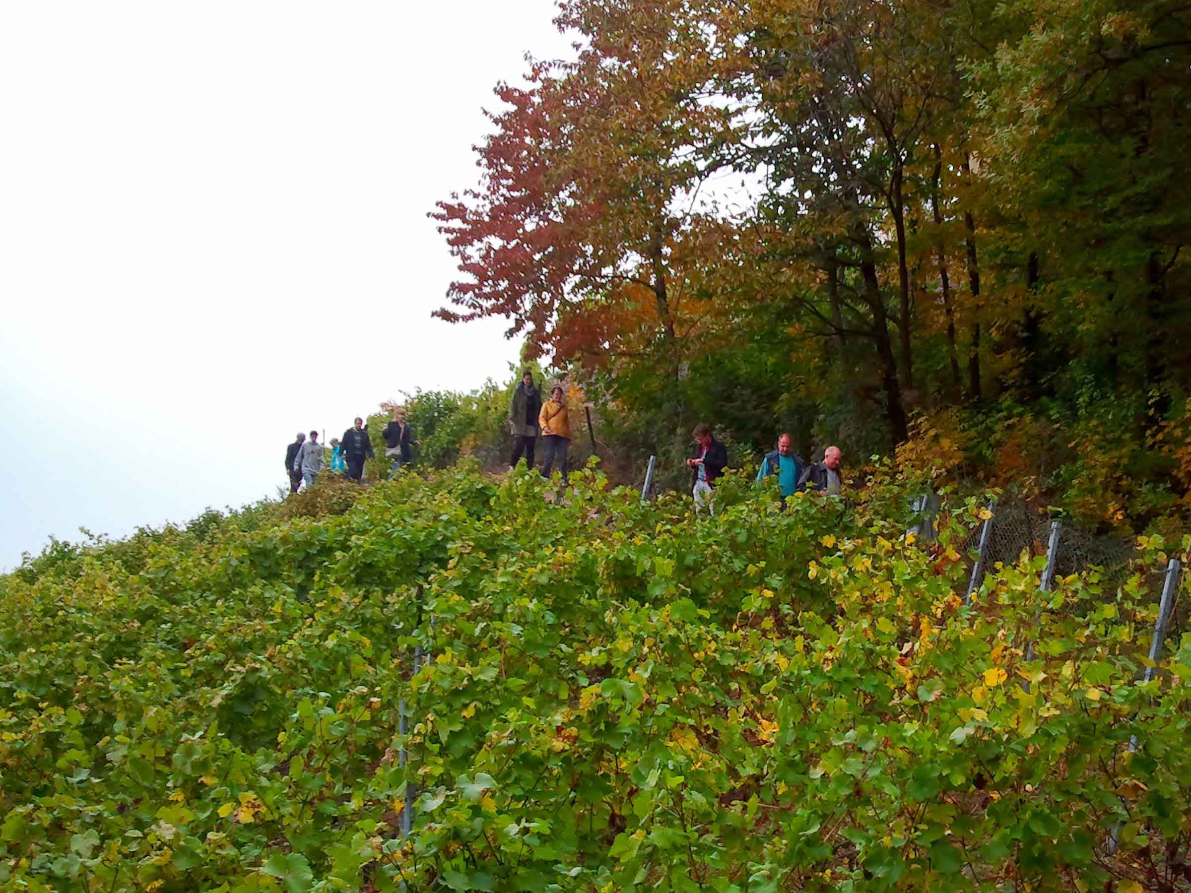 Wanderung über den Weinberg