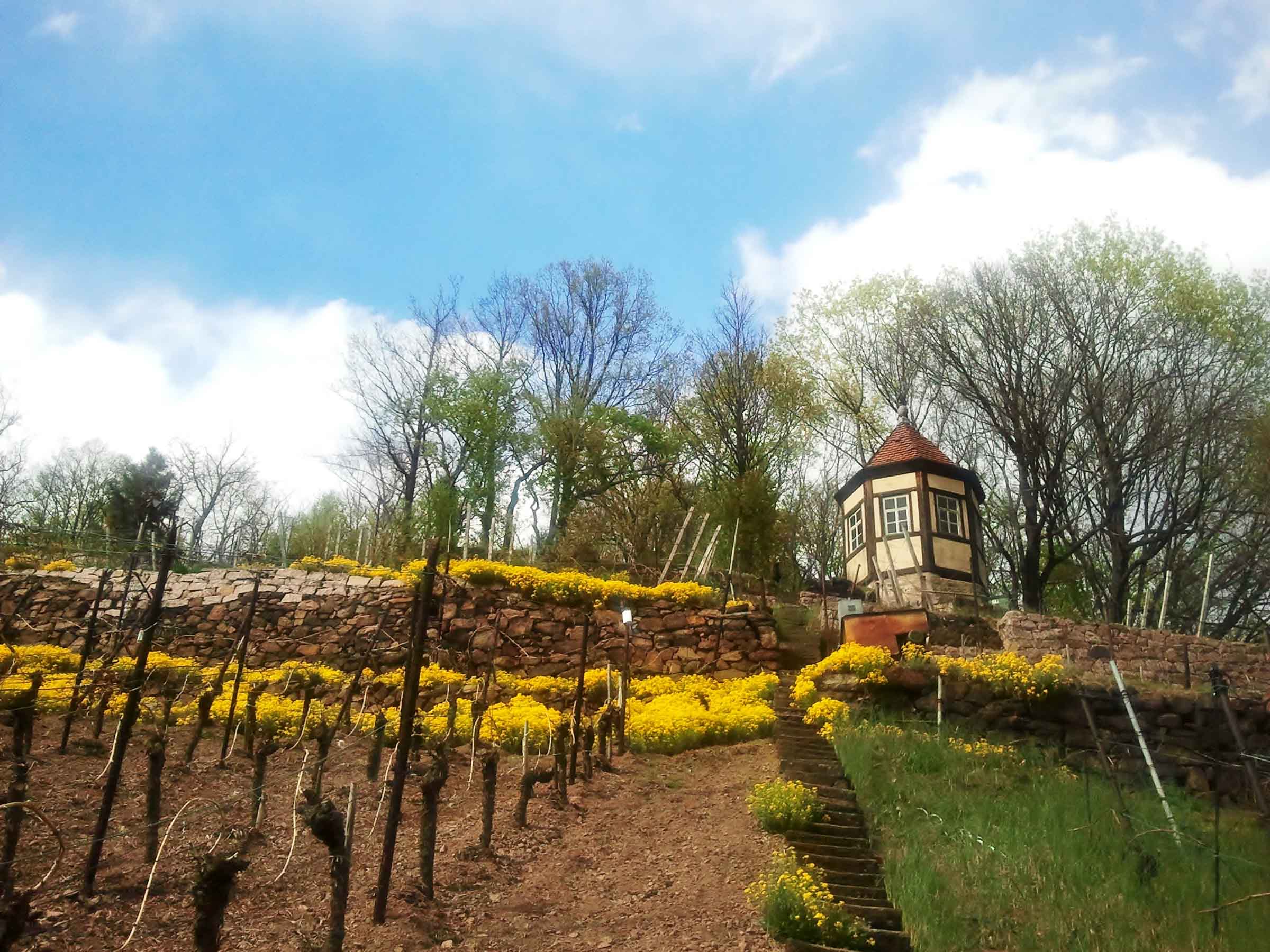 Weinführungen in Radebeul bei Dresden - hier: Frühlingsimpressionen vom Weinberg