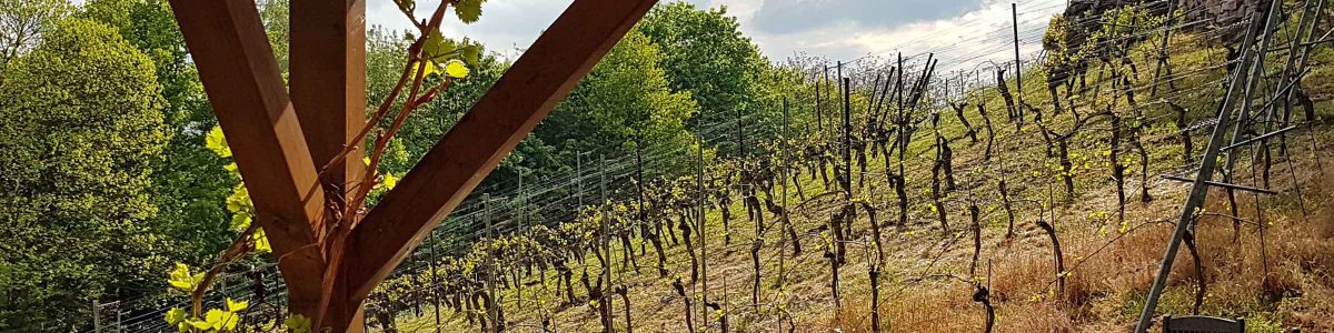 Weinschank Radebeul, Kleinod in der Natur