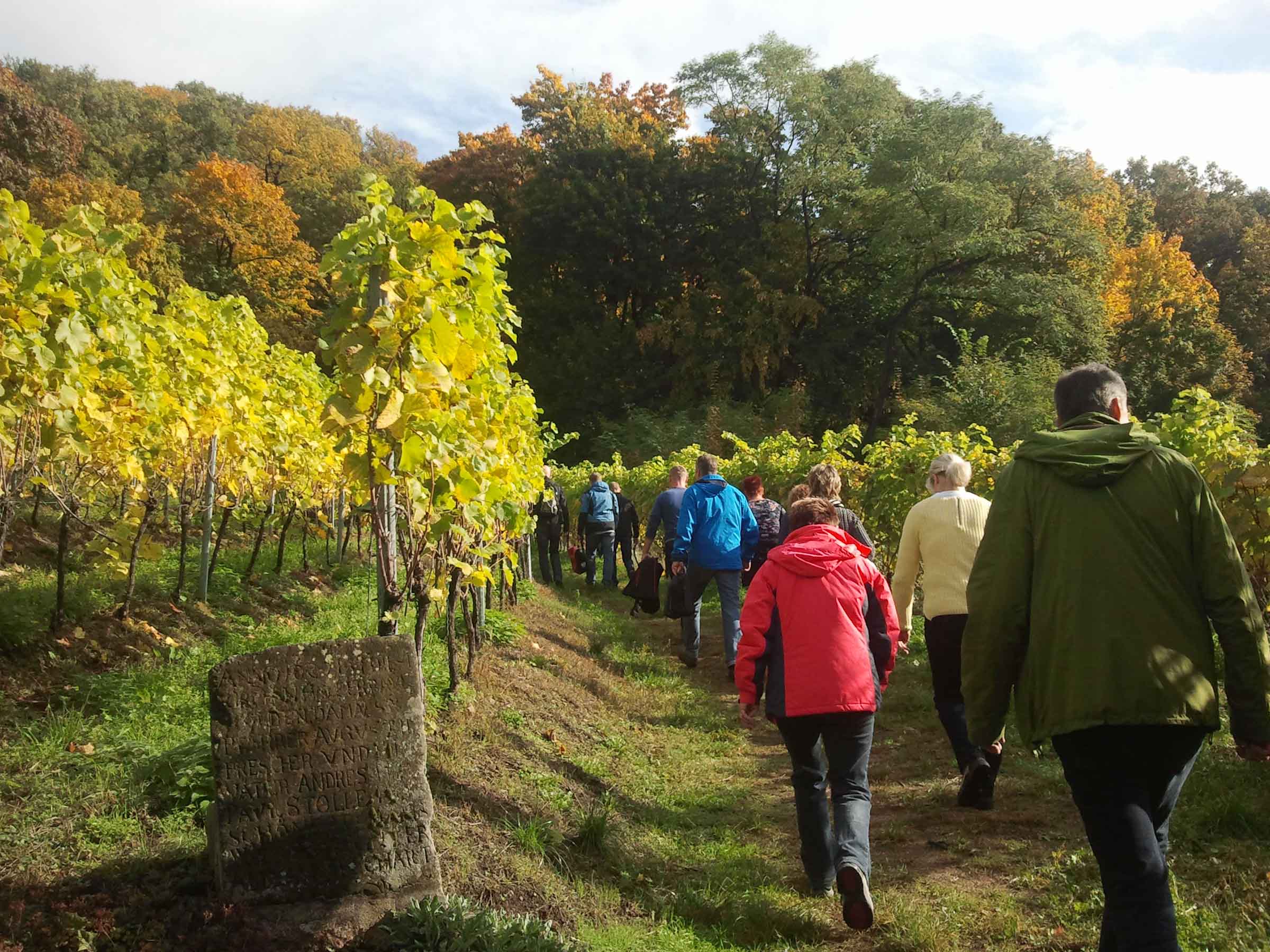 Weinwandern in Radebeul durch den Minckwitzschen Weinberg