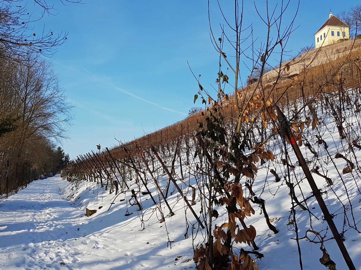 Winter - der Weinberg hat Ruhe